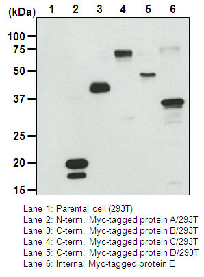 Anti-Myc-tag mAb