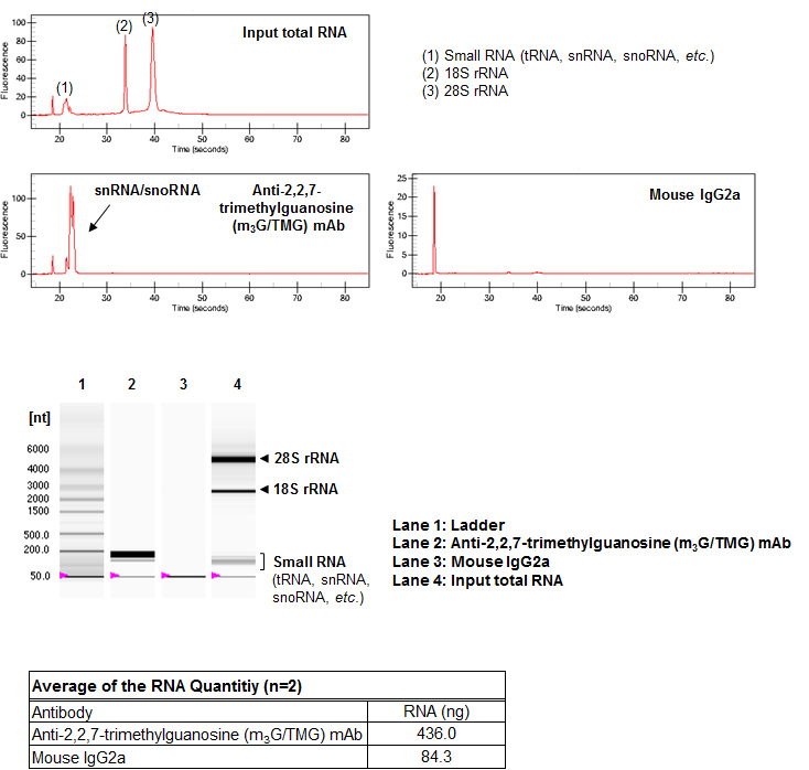 Anti-2,2,7-trimethylguanosine (m3G/TMG) mAb