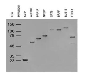 2H8, Anti-tGFP monoclonal Antibody