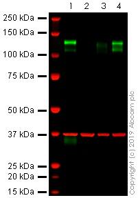 Anti-CD31 antibody [JC/70A]