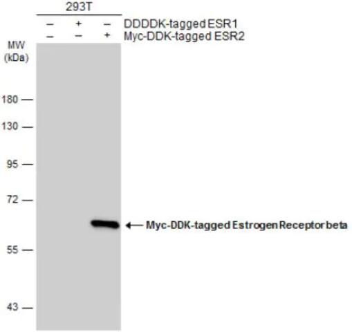 Anti-Estrogen Receptor beta抗体[14C8] - BSA and Azide free