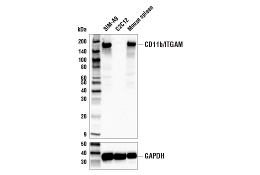 CD11b/ITGAM (E6E1M) Rabbit Monoclonal Antibody
