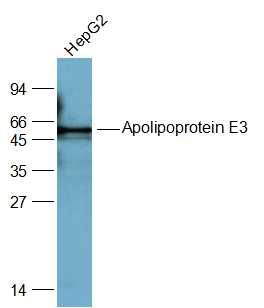 载脂蛋白E3抗体