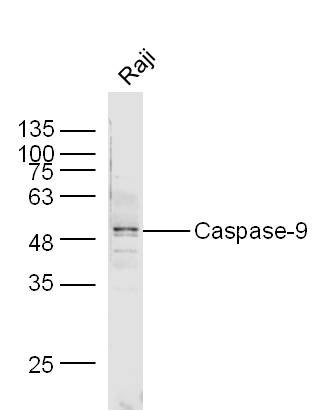 活化半胱胺酸蛋白酶蛋白-9抗体