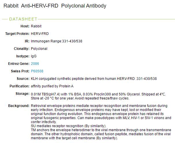 人内源性逆转录病毒膜糖蛋白2抗体