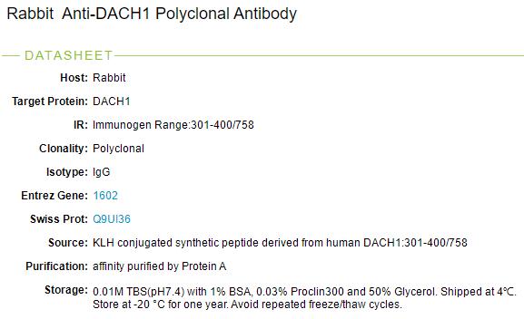 细胞命运决定因子DACH1抗体