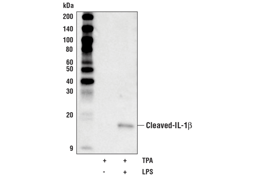 Cleaved-IL-1β (Asp116) (D3A3Z) Rabbit mAb (Biotinylated)