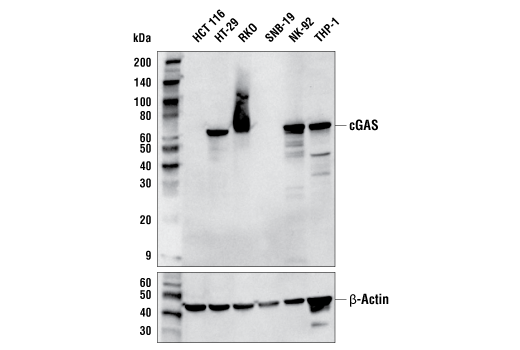 cGAS (E5V3W) Rabbit mAb