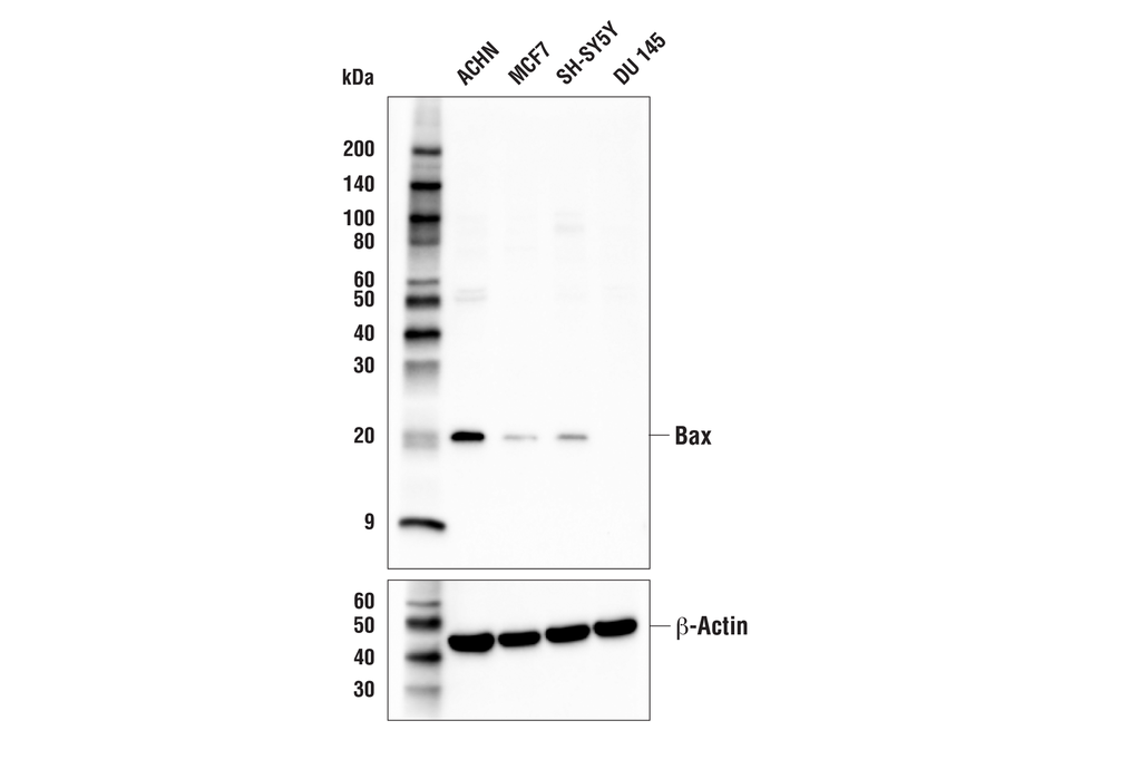 Bax (2D2) Mouse mAb