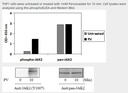 Human Phospho-JAK2 (Y1007/1008) & Total JAK2 ELISA