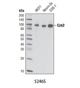 Ezh2 (D2C9) XP Rabbit mAb