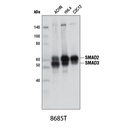 Smad2/3 (D7G7) XP Rabbit mAb