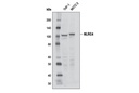 Human Reactive Inflammasome Antibody Sampler Kit II