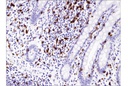 CD8α (C8/144B) Mouse mAb (IHC Specific)