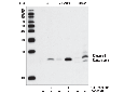 Cleaved Caspase-3 (Asp175) (5A1E) Rabbit mAb