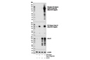 Phospho-PI3 Kinase Class III (Ser249) Antibody