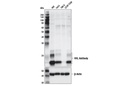 VHL Antibody