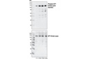 Phospho-ATP-Citrate Lyase (Ser455) Antibody