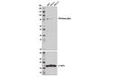 PI3 Kinase p85α (6G10) Mouse mAb
