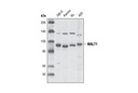 MALT1 Antibody