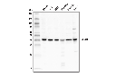 ACAT1 Antibody