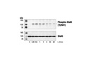 Phospho-Stat6 (Tyr641) Antibody