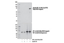 NF-κB p65 Antibody Sampler Kit
