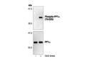 Phospho-PP1α (Thr320) Antibody