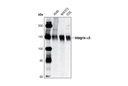 Integrin α5 Antibody