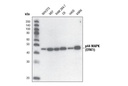 p44 MAP Kinase (Erk1) Antibody