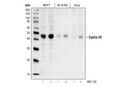 Cyclin E2 Antibody