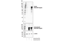 Stat5b Antibody