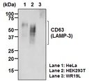 Anti-CD63 (LAMP-3) mAb-Biotin