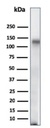 Anti-CD68 antibody [C68/684]