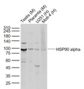 热休克蛋白90a抗体
