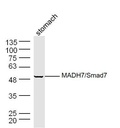 Smad7抗体