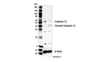 Caspase-12 Antibody